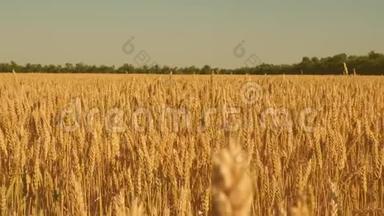 谷物收获在夏天成熟。 环保小麦。 在蓝天上成熟小麦的田野。 穗状花序